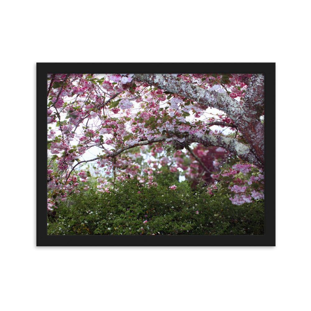 Japanese Cherry Framed Matte Paper Poster