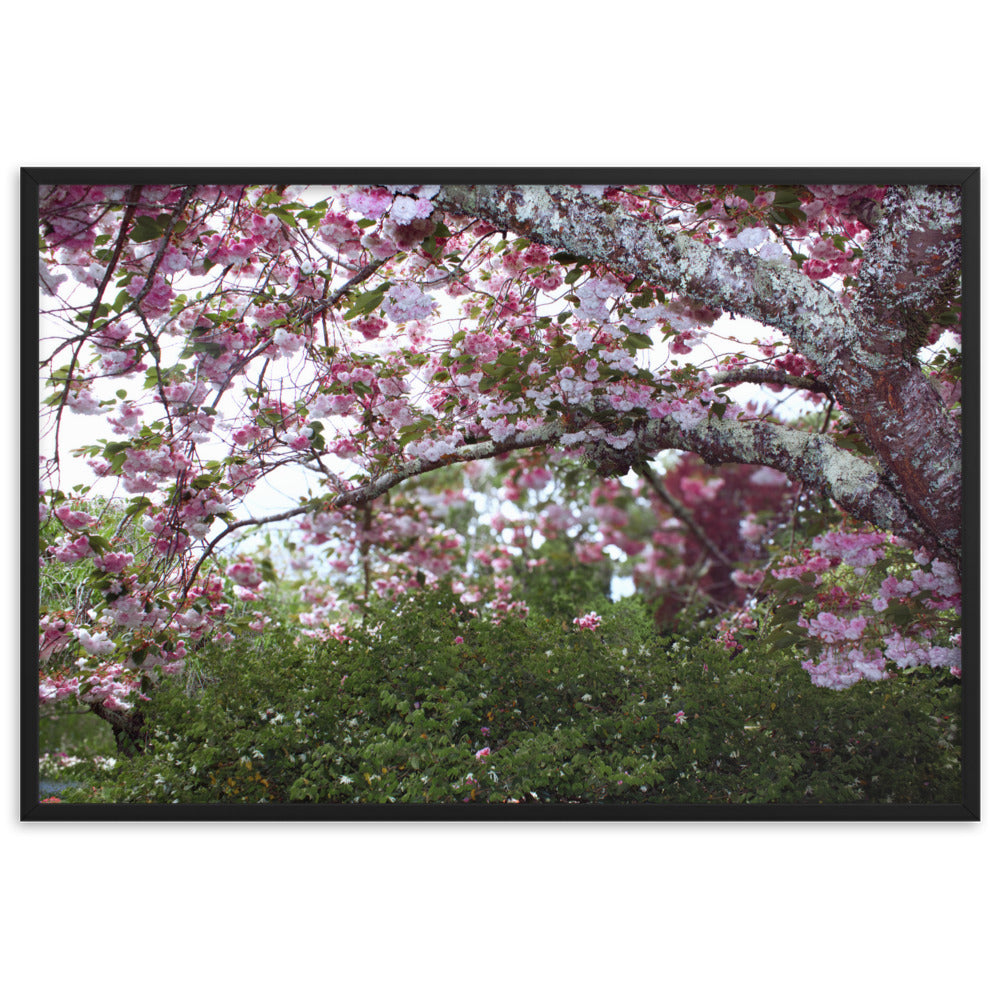 Japanese Cherry Framed Matte Paper Poster