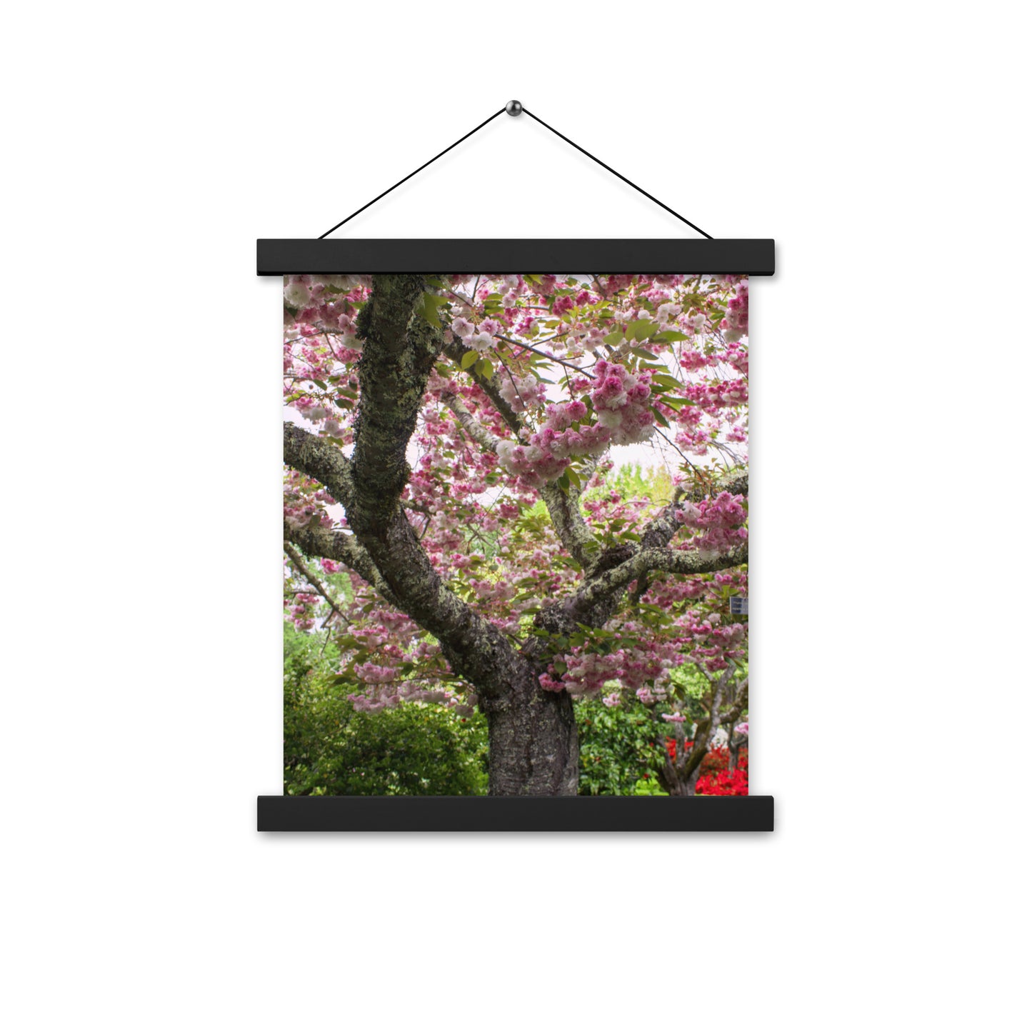 Japanese Cherry Photography Print Poster with hangers