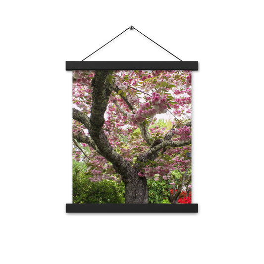 Japanese Cherry Photography Print Poster with hangers