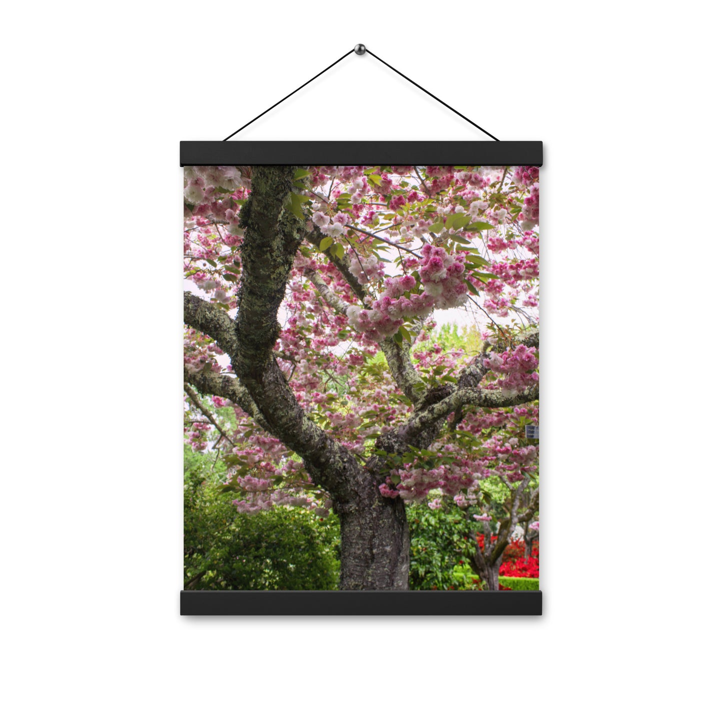 Japanese Cherry Photography Print Poster with hangers