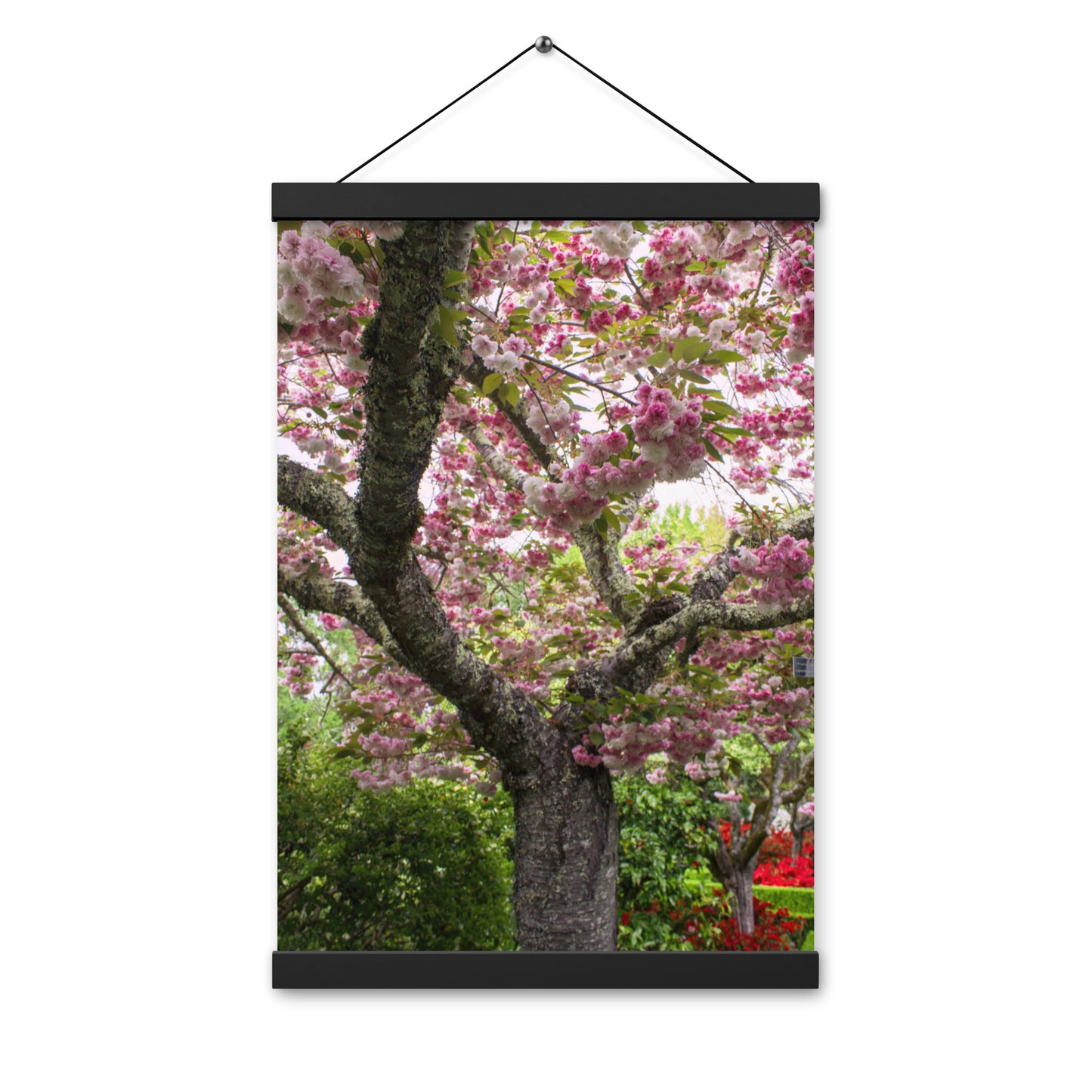 Japanese Cherry Photography Print Poster with hangers