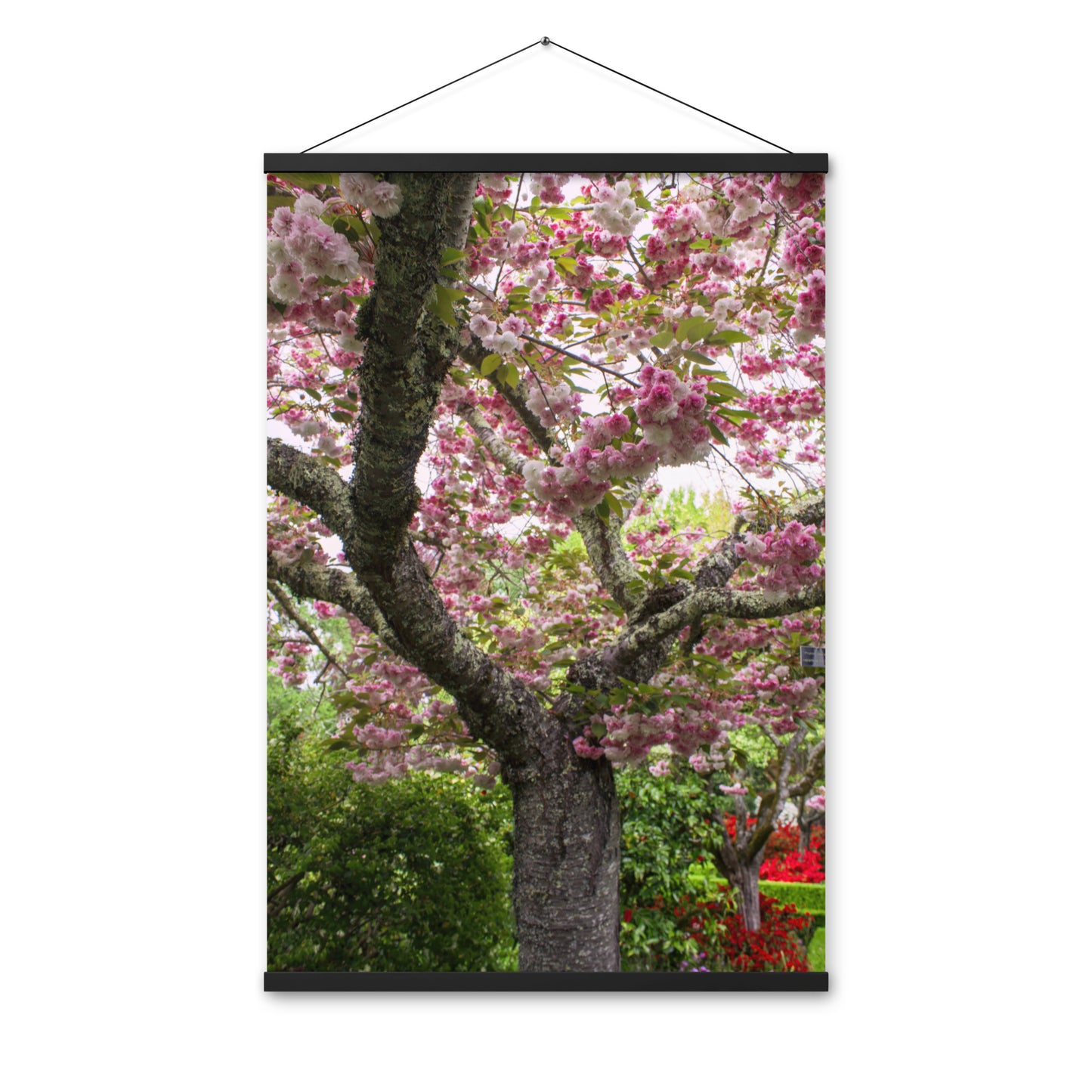 Japanese Cherry Photography Print Poster with hangers