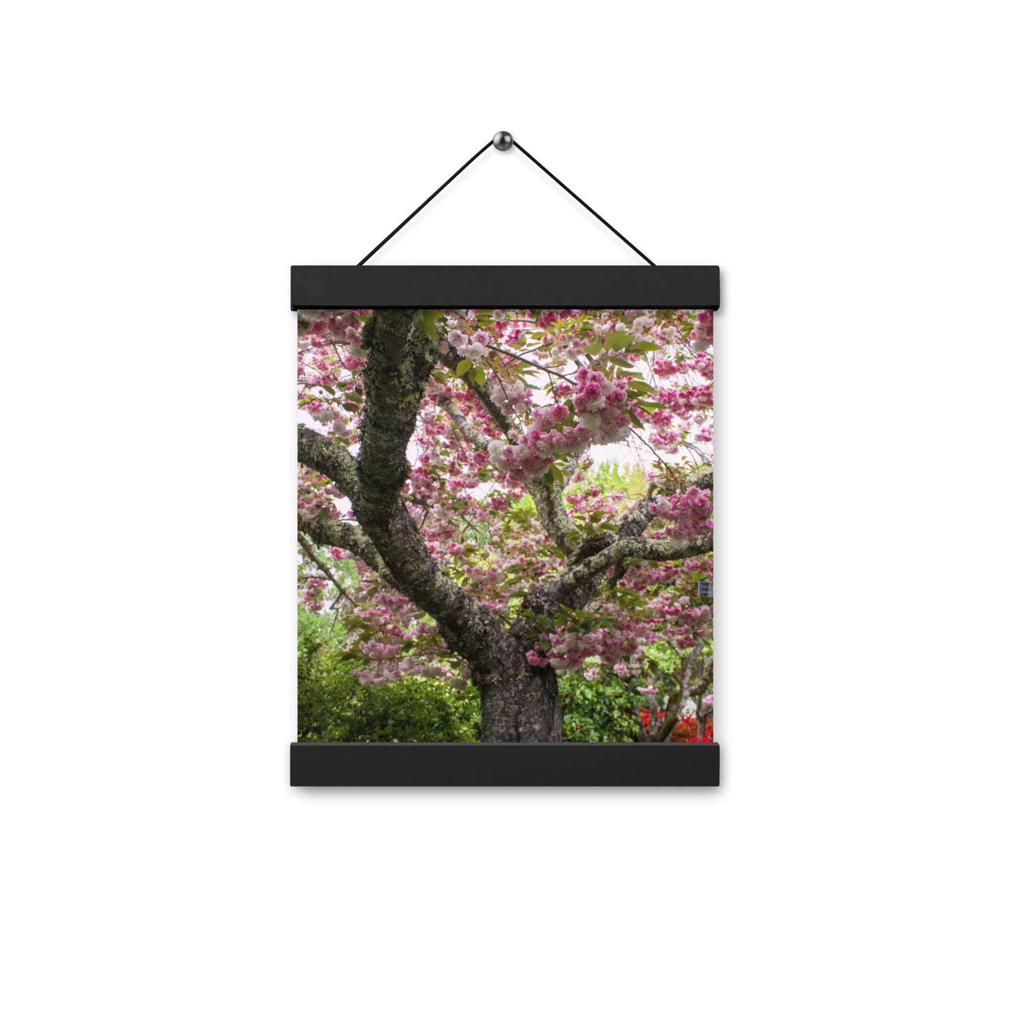 Japanese Cherry Photography Print Poster with hangers