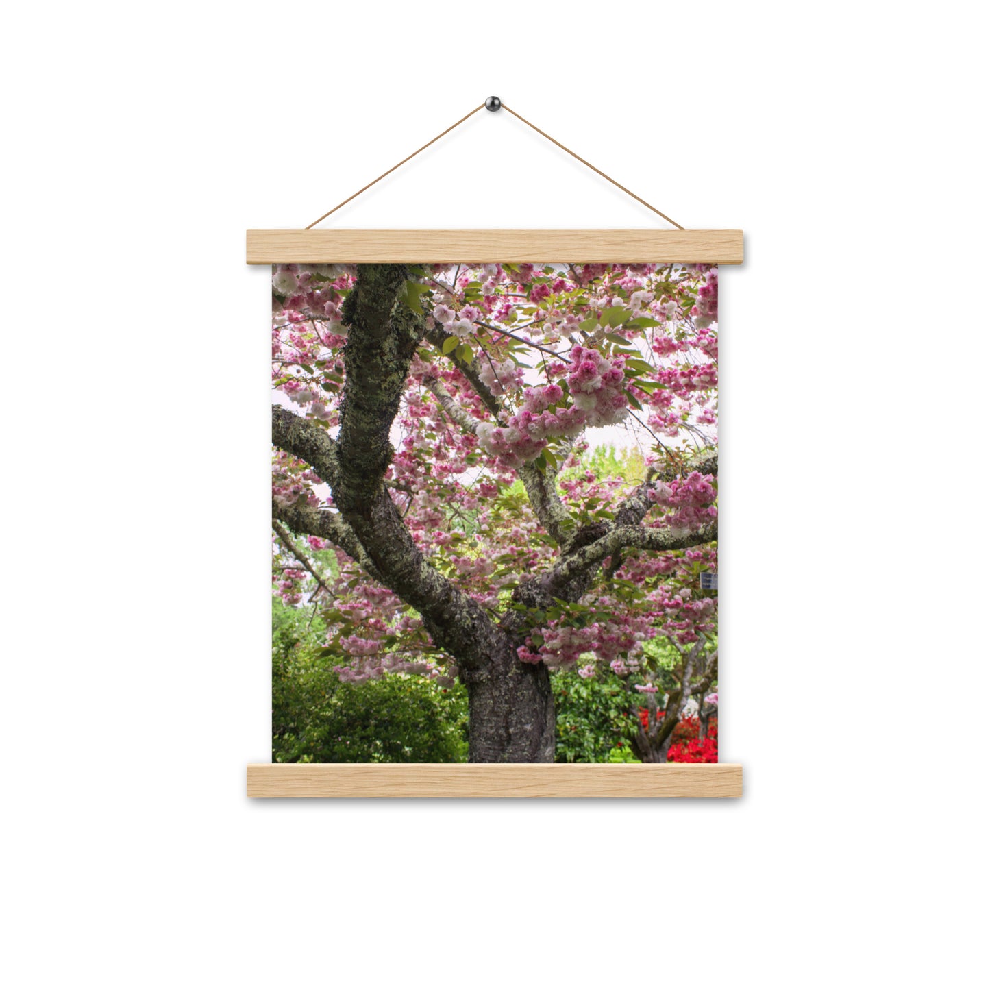 Japanese Cherry Photography Print Poster with hangers