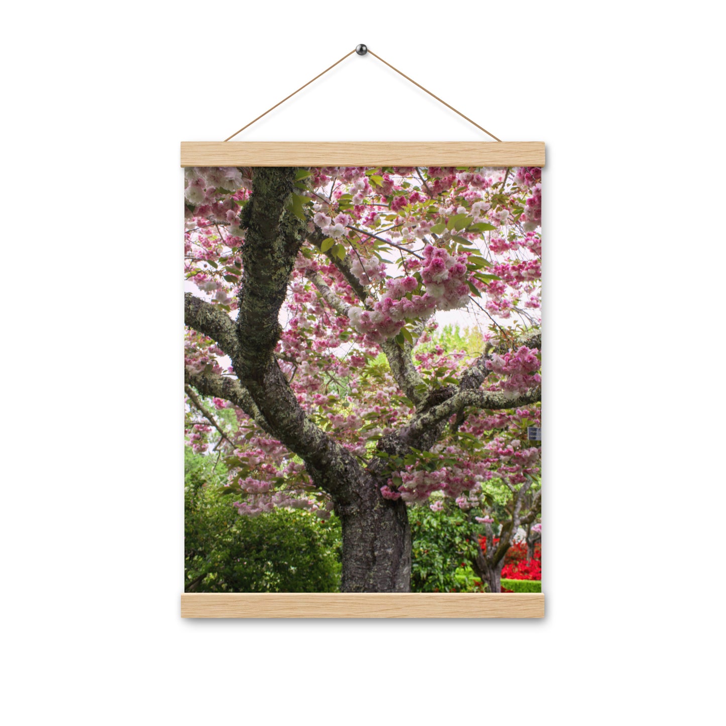 Japanese Cherry Photography Print Poster with hangers