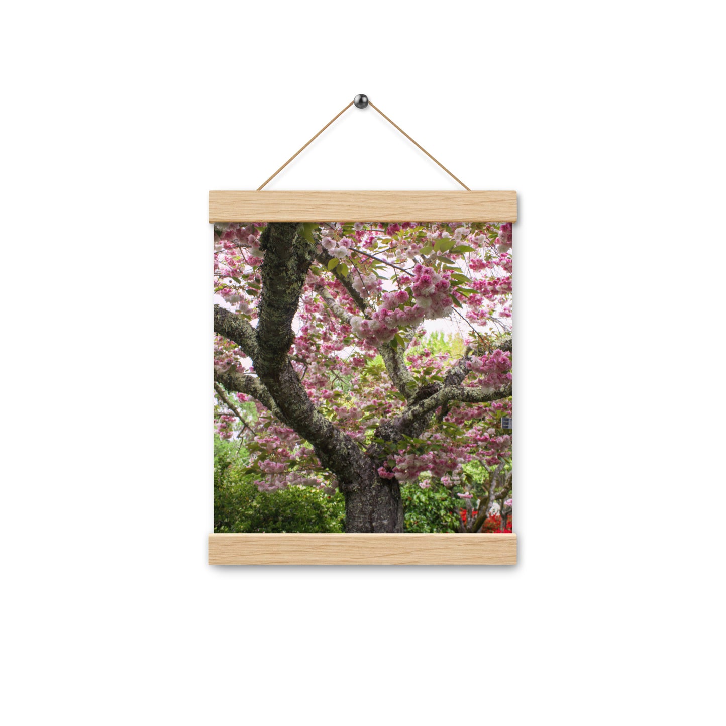 Japanese Cherry Photography Print Poster with hangers