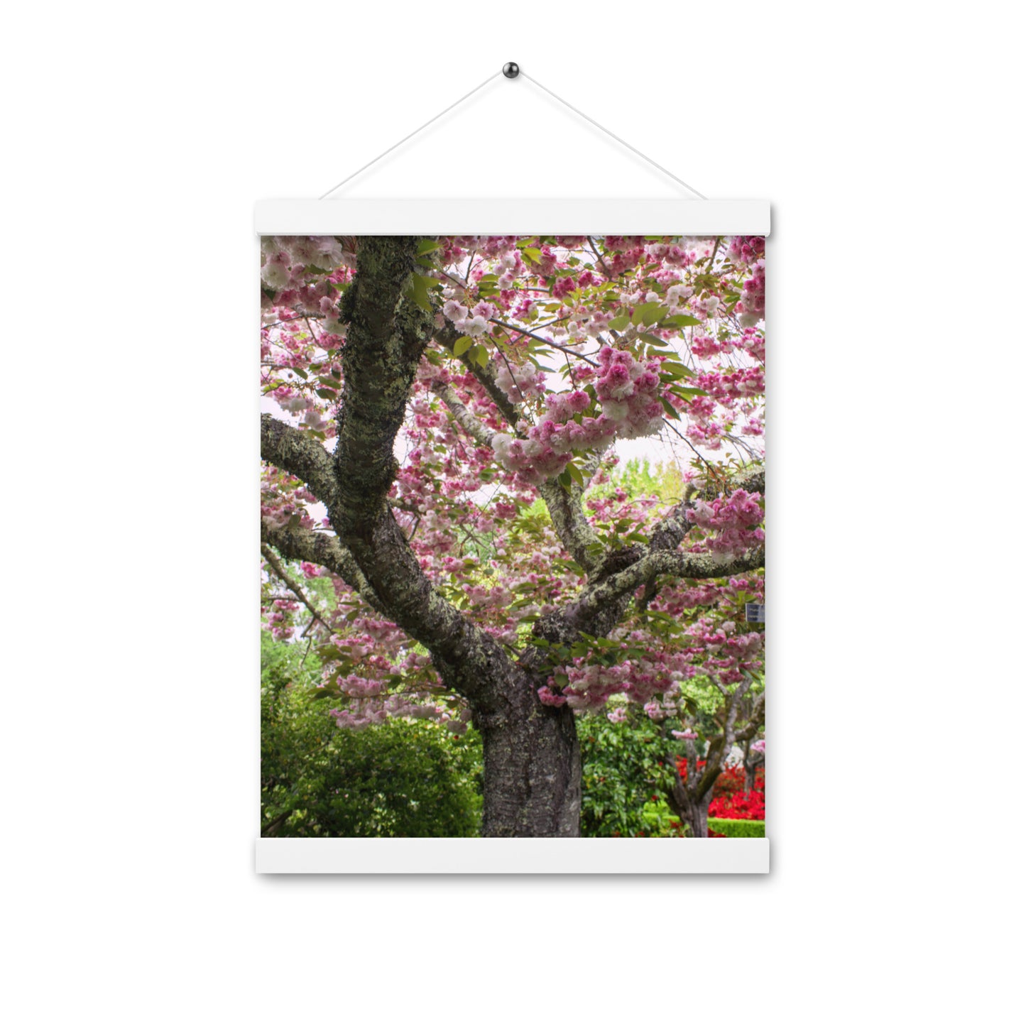 Japanese Cherry Photography Print Poster with hangers