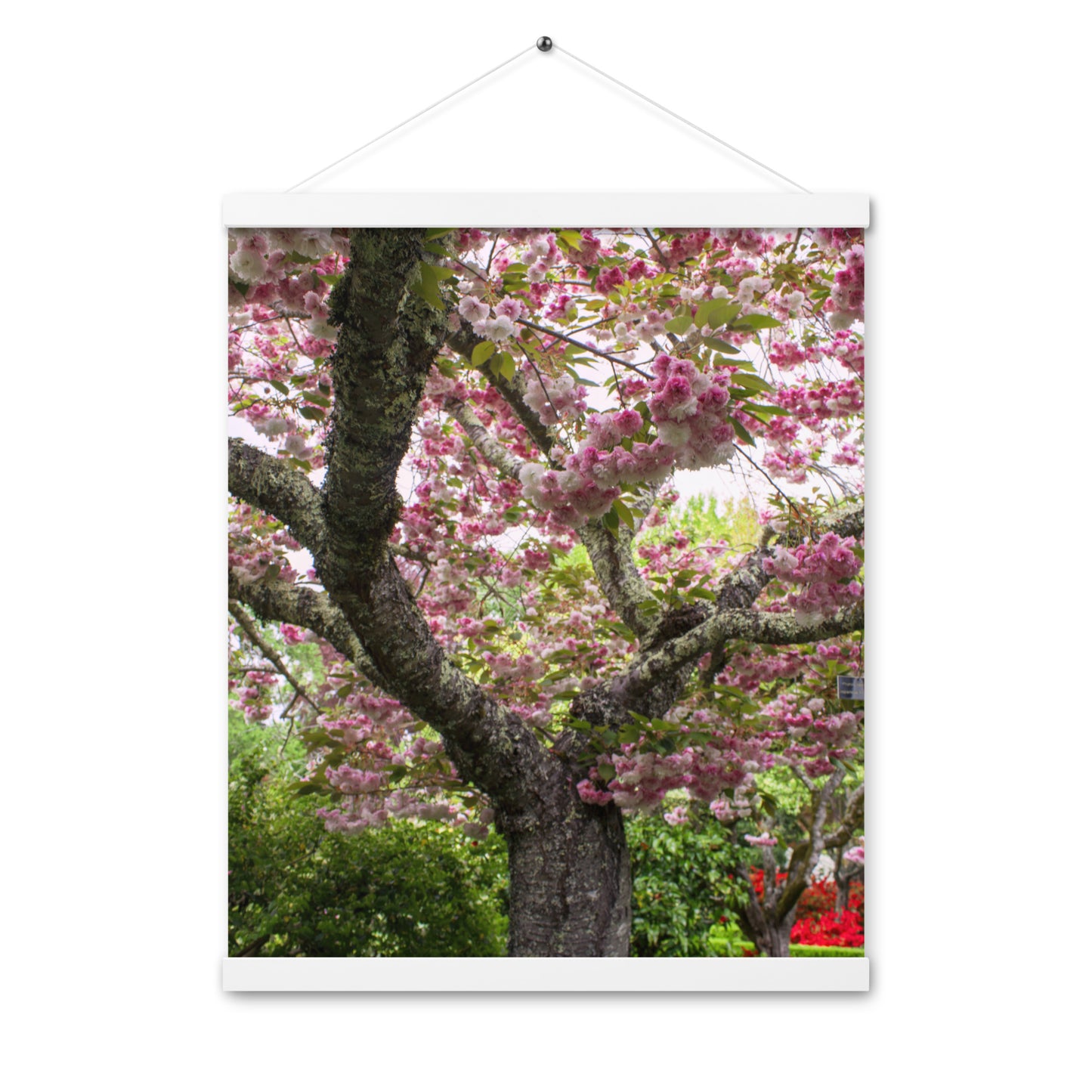 Japanese Cherry Photography Print Poster with hangers