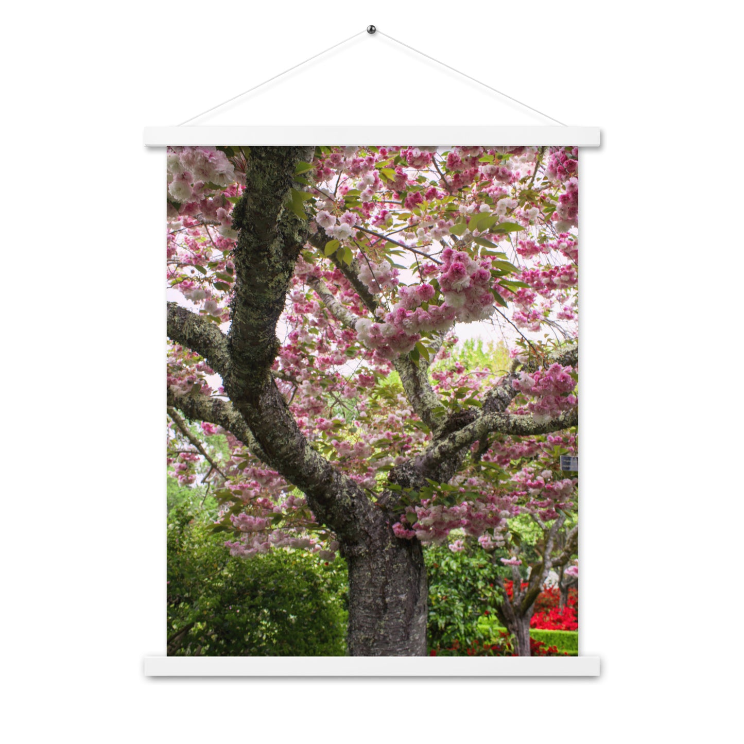 Japanese Cherry Photography Print Poster with hangers