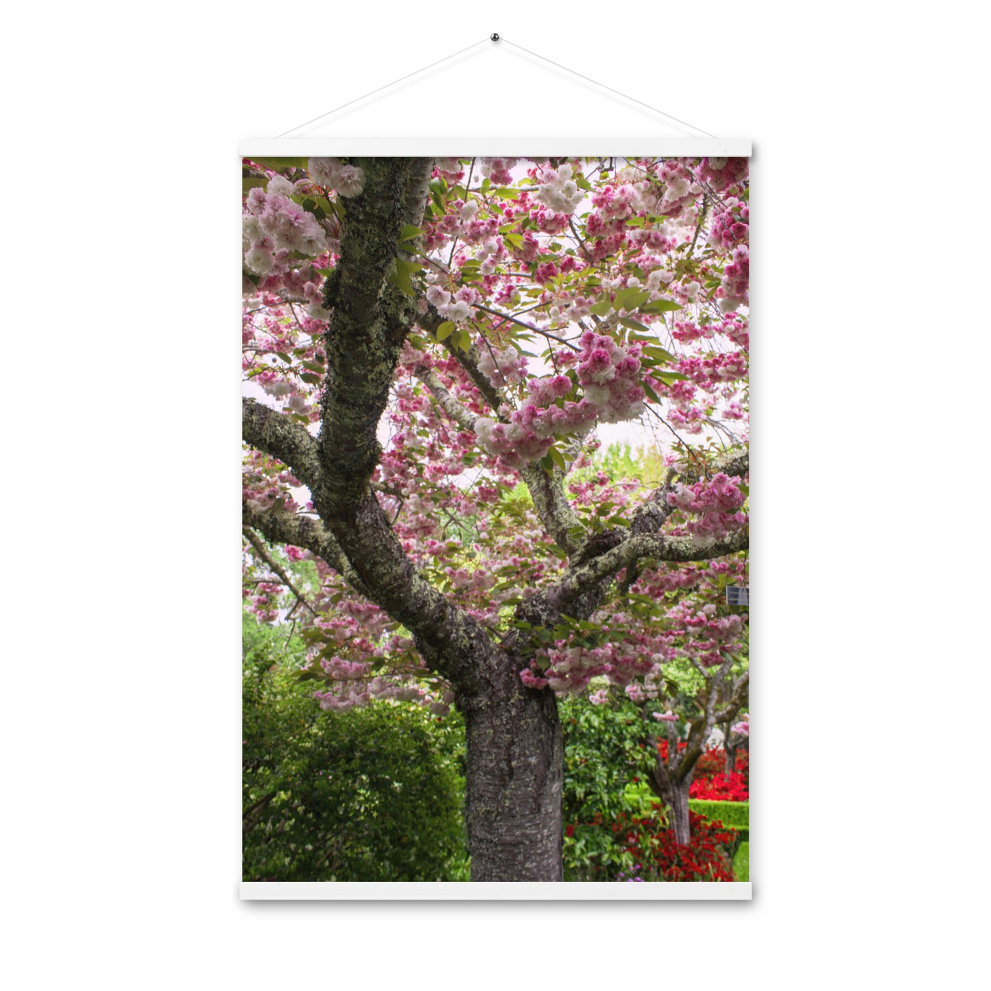 Japanese Cherry Photography Print Poster with hangers