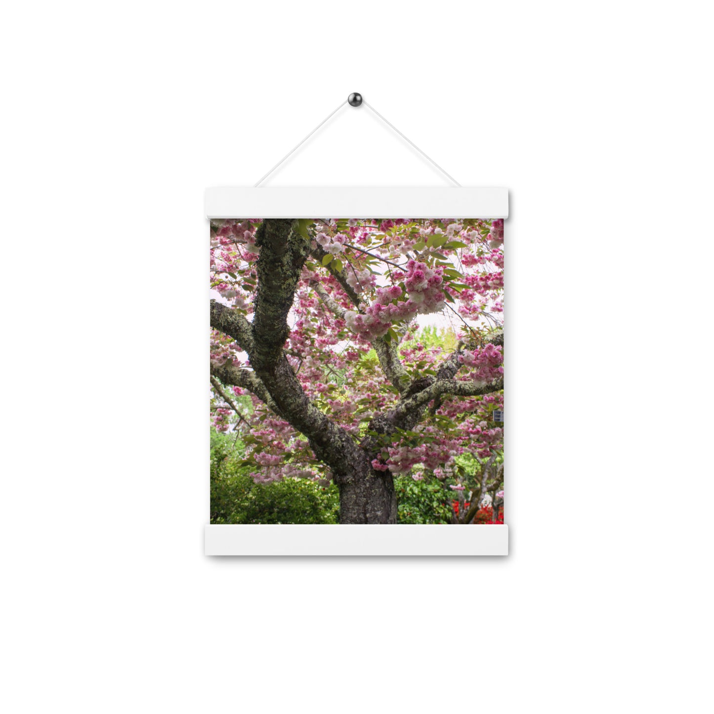 Japanese Cherry Photography Print Poster with hangers