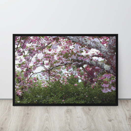 Japanese Cherry Framed Photography Canvas Print