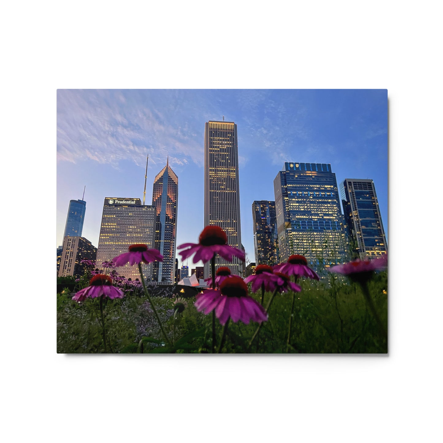 Chicago Skyline Photography Aluminum Metal prints | Chicago Flowers at Sunset