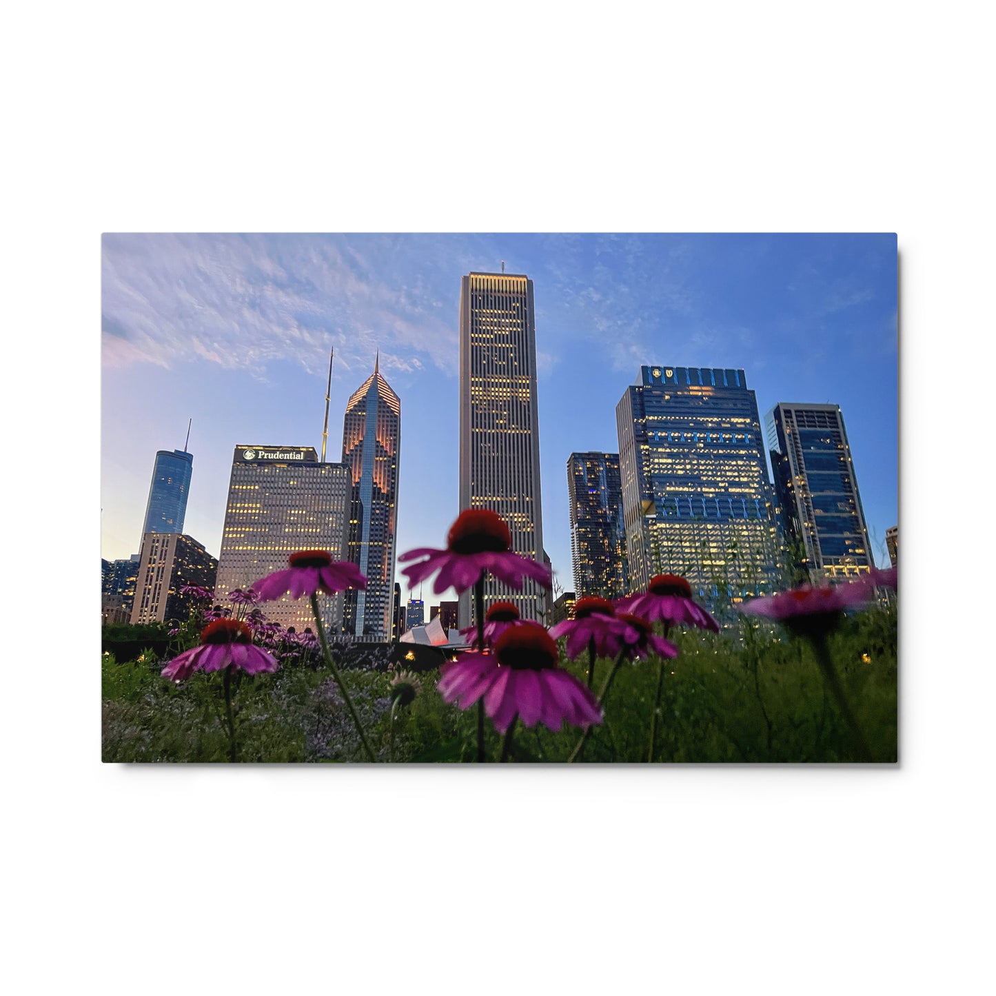 Chicago Skyline Photography Aluminum Metal prints | Chicago Flowers at Sunset